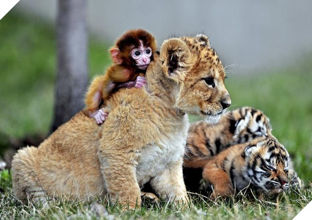 Hơn 20 tình bạn cực dễ thương giữa các loài động vật chứng minh rằng tình yêu là không có biên giới 16