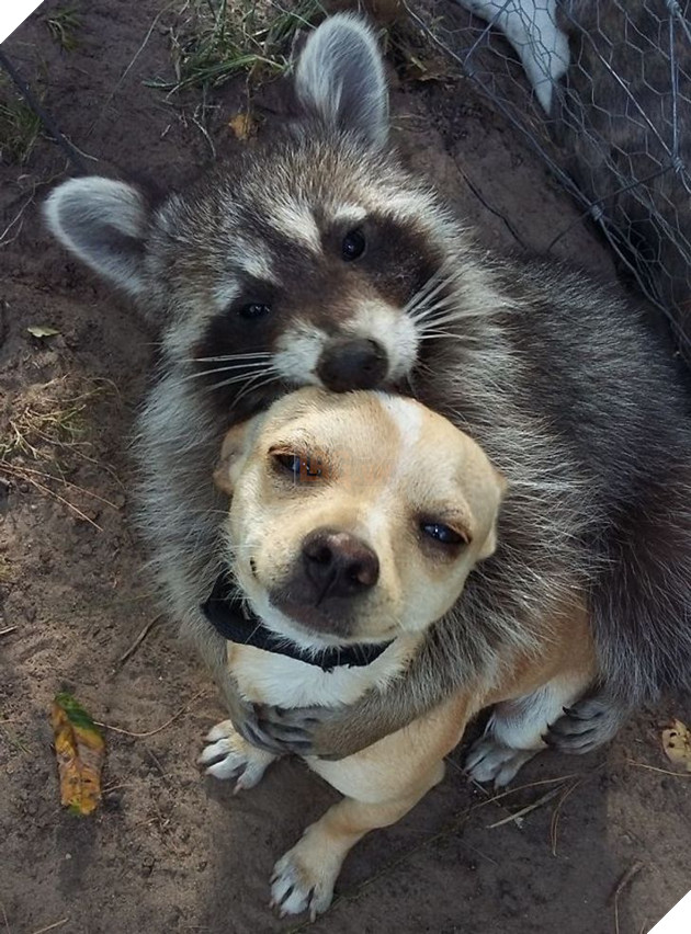 Hơn 20 tình bạn cực dễ thương giữa các loài động vật chứng minh rằng tình yêu là không có biên giới 3