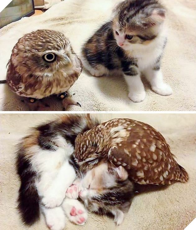 Hơn 20 tình bạn cực dễ thương giữa các loài động vật chứng minh rằng tình yêu là không có biên giới 14