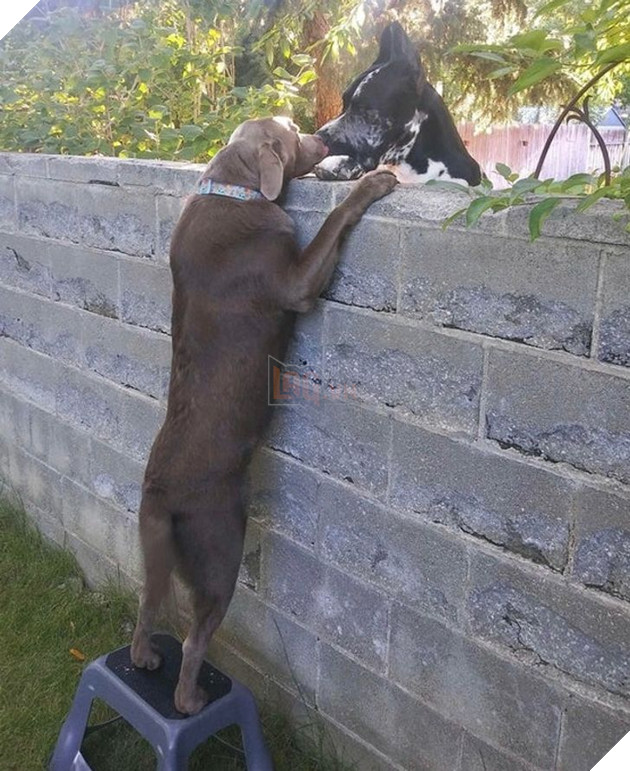 Hơn 20 tình bạn cực dễ thương giữa các loài động vật chứng minh rằng tình yêu là không có biên giới 15