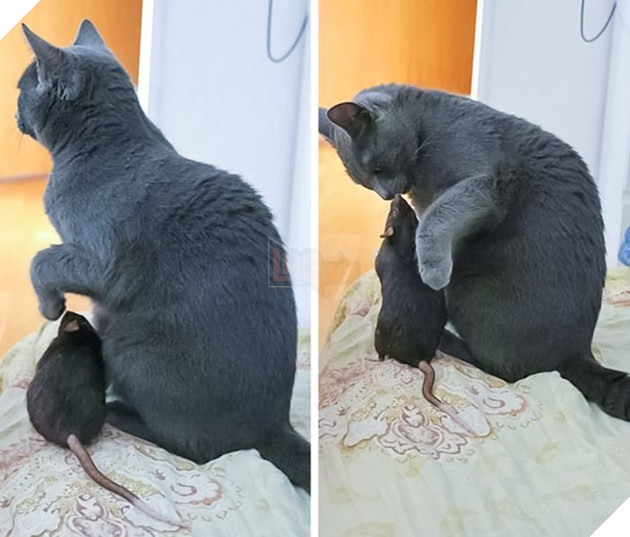 Hơn 20 tình bạn cực dễ thương giữa các loài động vật chứng minh rằng tình yêu là không có biên giới