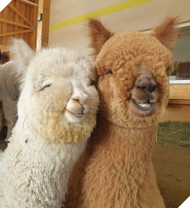 Hơn 20 tình bạn cực dễ thương giữa các loài động vật chứng minh rằng tình yêu là không có biên giới 7