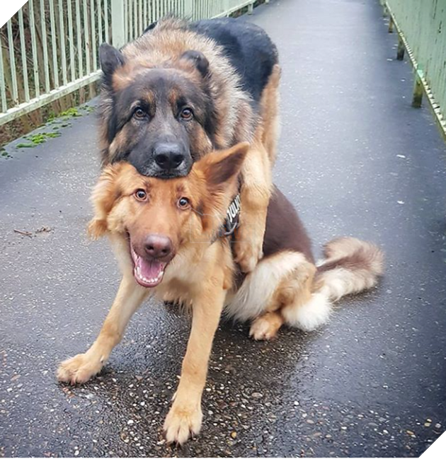 Hơn 20 tình bạn cực dễ thương giữa các loài động vật chứng minh rằng tình yêu là không có biên giới 24