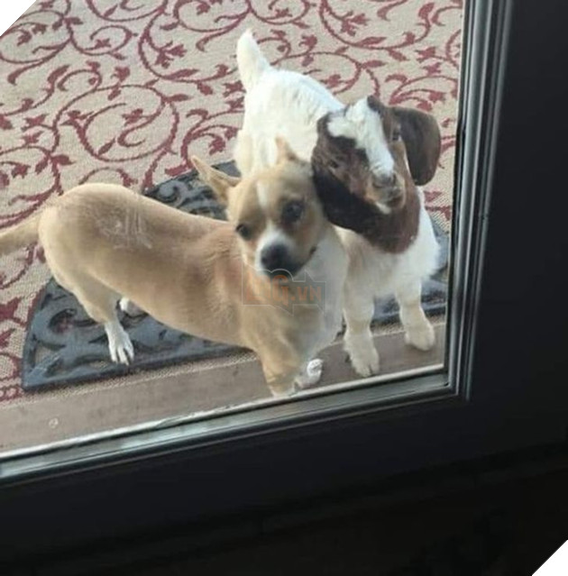 Hơn 20 tình bạn cực dễ thương giữa các loài động vật chứng minh rằng tình yêu là không có biên giới 22