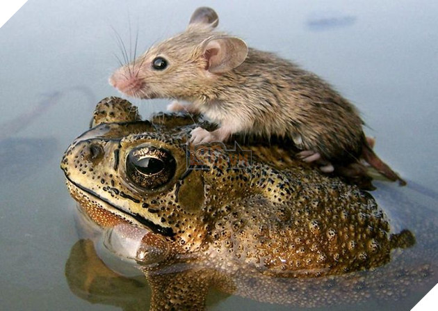 Hơn 20 tình bạn cực dễ thương giữa các loài động vật chứng minh rằng tình yêu là không có biên giới 5