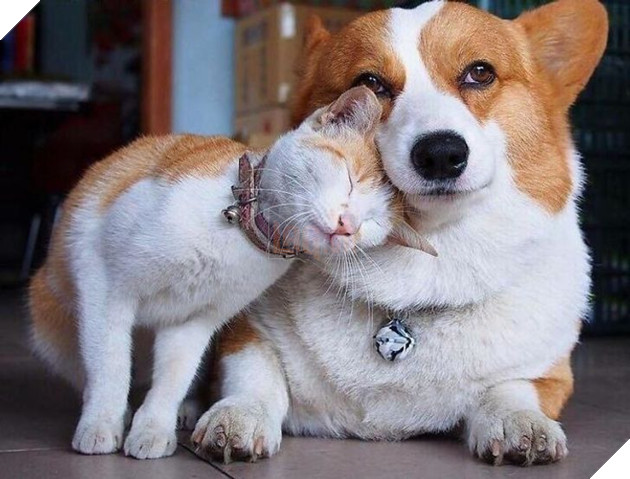 Hơn 20 tình bạn cực dễ thương giữa các loài động vật chứng minh rằng tình yêu là không có biên giới 9