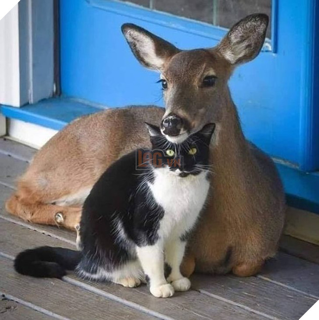 Hơn 20 tình bạn cực dễ thương giữa các loài động vật chứng minh rằng tình yêu là không có biên giới 13