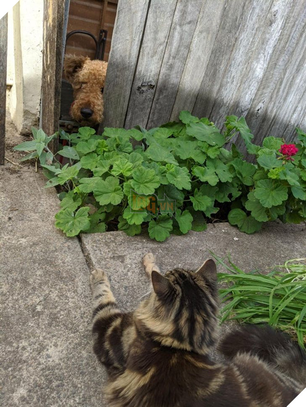 Hơn 20 tình bạn cực dễ thương giữa các loài động vật chứng minh rằng tình yêu là không có biên giới 8