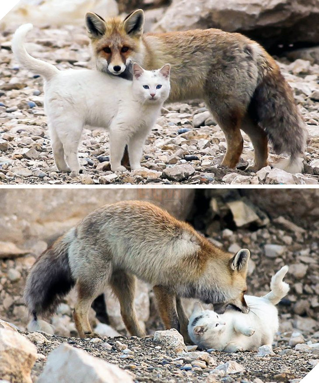 Hơn 20 tình bạn cực dễ thương giữa các loài động vật chứng minh rằng tình yêu là không có biên giới 19