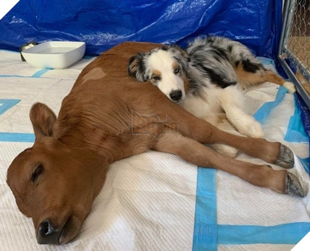 Hơn 20 tình bạn cực dễ thương giữa các loài động vật chứng minh rằng tình yêu là không có biên giới 17