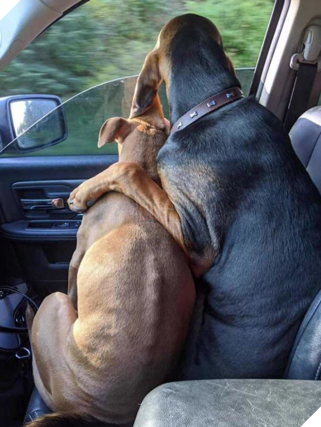 Hơn 20 tình bạn cực dễ thương giữa các loài động vật chứng minh rằng tình yêu là không có biên giới 11