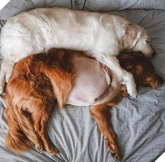 Hơn 20 tình bạn cực dễ thương giữa các loài động vật chứng minh rằng tình yêu là không có biên giới 12