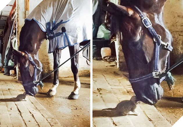 Hơn 20 tình bạn cực dễ thương giữa các loài động vật chứng minh rằng tình yêu là không có biên giới 21