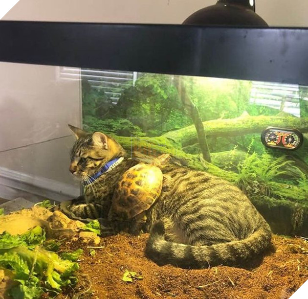 Hơn 20 tình bạn cực dễ thương giữa các loài động vật chứng minh rằng tình yêu là không có biên giới 20