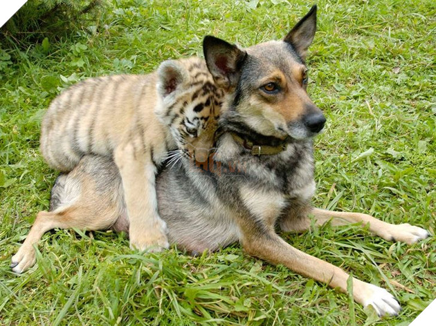 Hơn 20 tình bạn cực dễ thương giữa các loài động vật chứng minh rằng tình yêu là không có biên giới 23