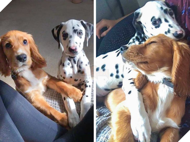 Hơn 20 tình bạn cực dễ thương giữa các loài động vật chứng minh rằng tình yêu là không có biên giới 4