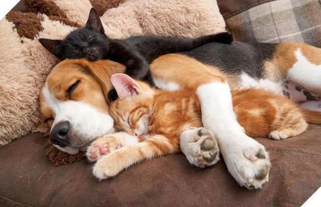 Hơn 20 tình bạn cực dễ thương giữa các loài động vật chứng minh rằng tình yêu là không có biên giới 2