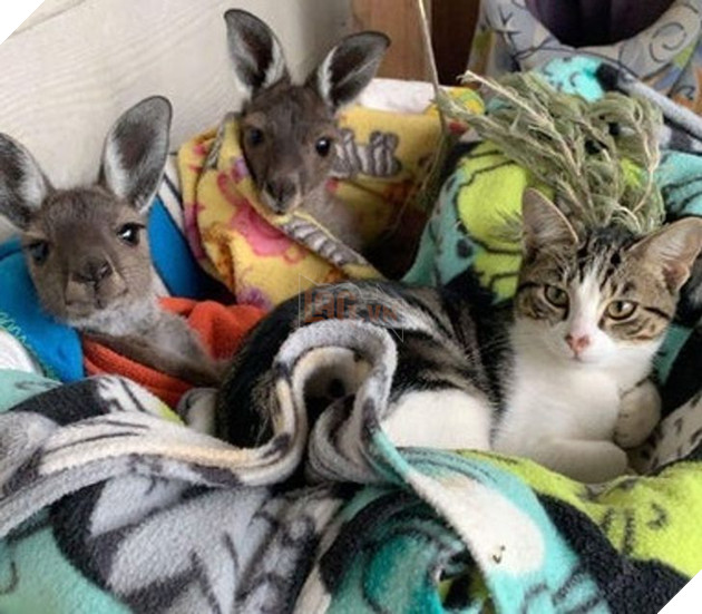 Hơn 20 tình bạn cực dễ thương giữa các loài động vật chứng minh rằng tình yêu là không có biên giới 18