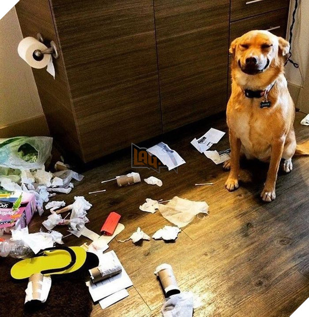 Không khỏi xiêu lòng với biểu cảm của những con thú cưng khi bị bắt quả tang quậy phá 7