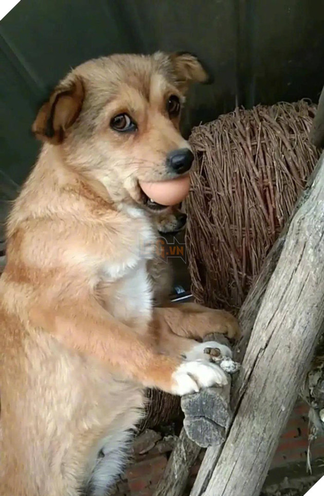 Không khỏi xiêu lòng với biểu cảm của những con thú cưng khi bị bắt quả tang quậy phá 2