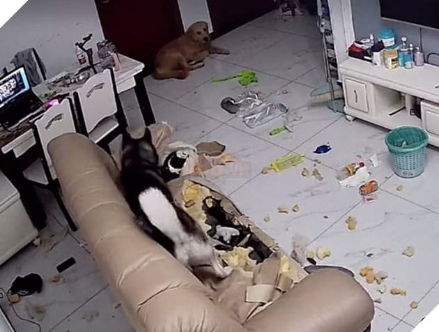 Không khỏi xiêu lòng với biểu cảm của những con thú cưng khi bị bắt quả tang quậy phá 5