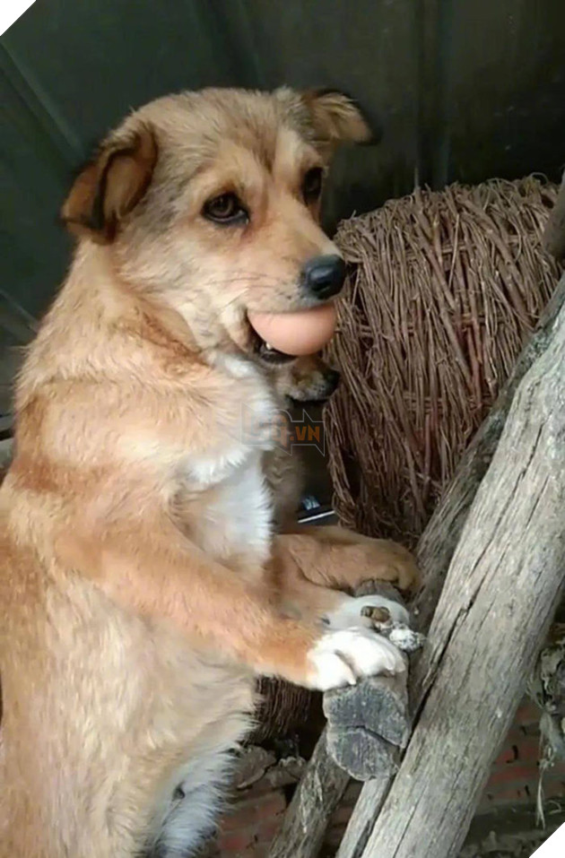 Không khỏi xiêu lòng với biểu cảm của những con thú cưng khi bị bắt quả tang quậy phá 3