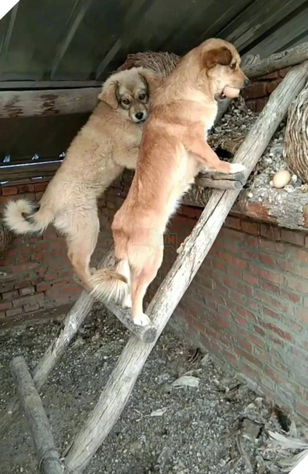 Không khỏi xiêu lòng với biểu cảm của những con thú cưng khi bị bắt quả tang quậy phá