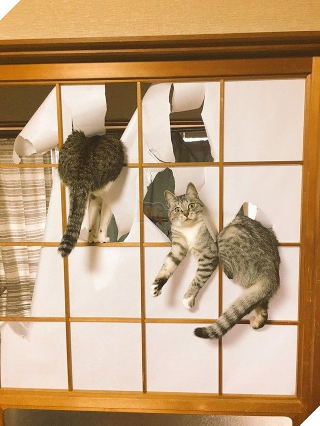 Không khỏi xiêu lòng với biểu cảm của những con thú cưng khi bị bắt quả tang quậy phá 8