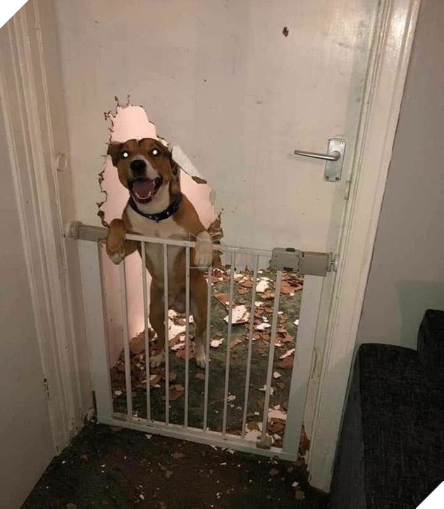 Không khỏi xiêu lòng với biểu cảm của những con thú cưng khi bị bắt quả tang quậy phá 6