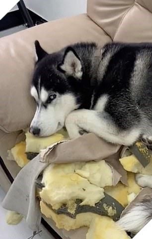 Không khỏi xiêu lòng với biểu cảm của những con thú cưng khi bị bắt quả tang quậy phá 4