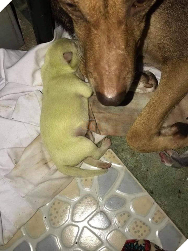 Chú chó chào đời có lông xanh kì lạ, CĐM triệu hồi team ghiền matcha