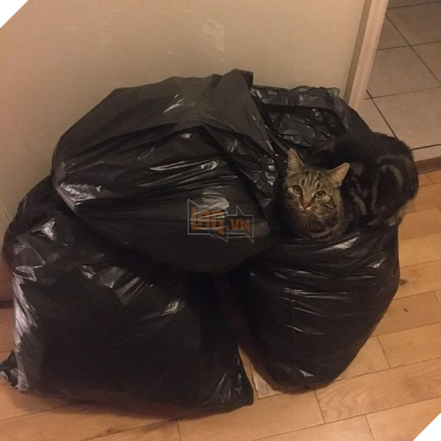 21 hình ảnh cho thấy lũ mèo là bọn có thể ngủ ở bất kỳ đâu và bất kỳ khi nào 12