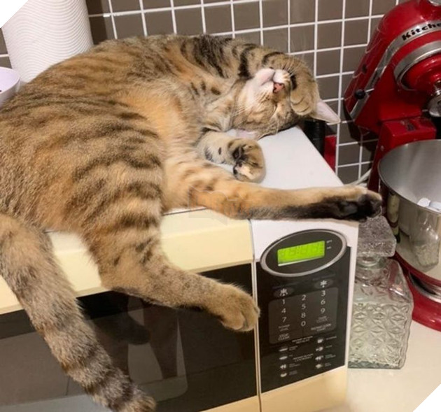 21 hình ảnh cho thấy lũ mèo là bọn có thể ngủ ở bất kỳ đâu và bất kỳ khi nào 13