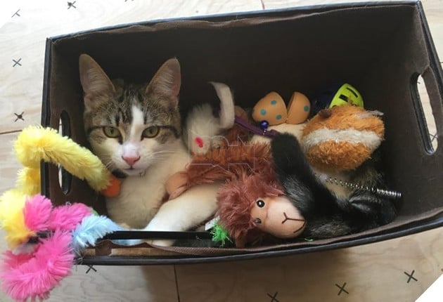 21 hình ảnh cho thấy lũ mèo là bọn có thể ngủ ở bất kỳ đâu và bất kỳ khi nào 14