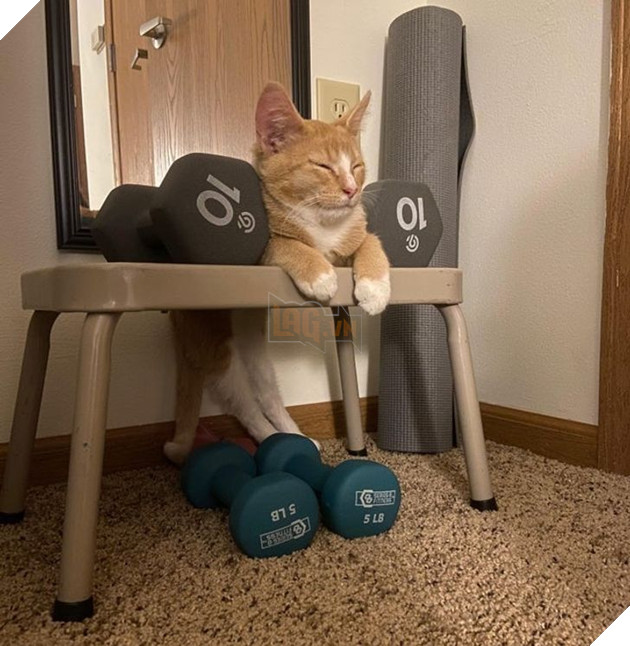 21 hình ảnh cho thấy lũ mèo là bọn có thể ngủ ở bất kỳ đâu và bất kỳ khi nào 15