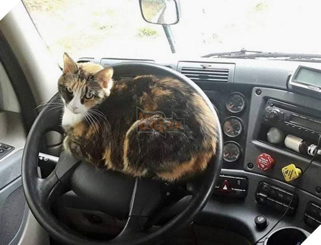 21 hình ảnh cho thấy lũ mèo là bọn có thể ngủ ở bất kỳ đâu và bất kỳ khi nào 16