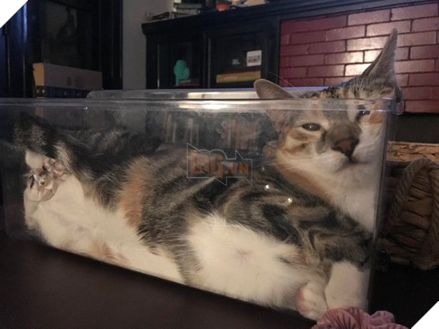 21 hình ảnh cho thấy lũ mèo là bọn có thể ngủ ở bất kỳ đâu và bất kỳ khi nào 19