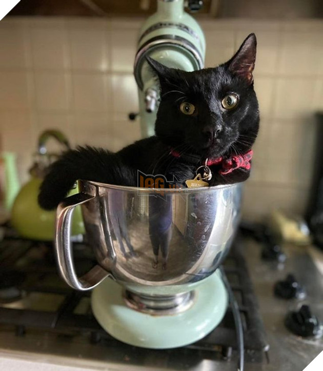 21 hình ảnh cho thấy lũ mèo là bọn có thể ngủ ở bất kỳ đâu và bất kỳ khi nào 20