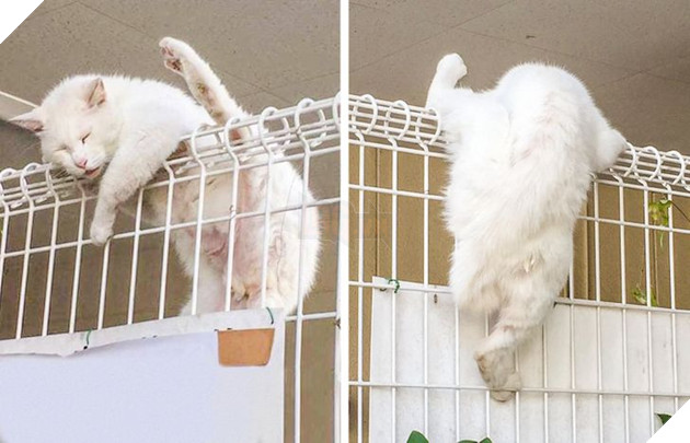 21 hình ảnh cho thấy lũ mèo là bọn có thể ngủ ở bất kỳ đâu và bất kỳ khi nào 21