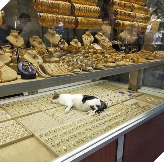 21 hình ảnh cho thấy lũ mèo là bọn có thể ngủ ở bất kỳ đâu và bất kỳ khi nào