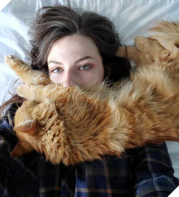 21 hình ảnh cho thấy lũ mèo là bọn có thể ngủ ở bất kỳ đâu và bất kỳ khi nào 2