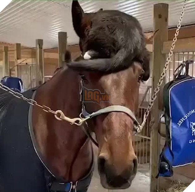 21 hình ảnh cho thấy lũ mèo là bọn có thể ngủ ở bất kỳ đâu và bất kỳ khi nào 3