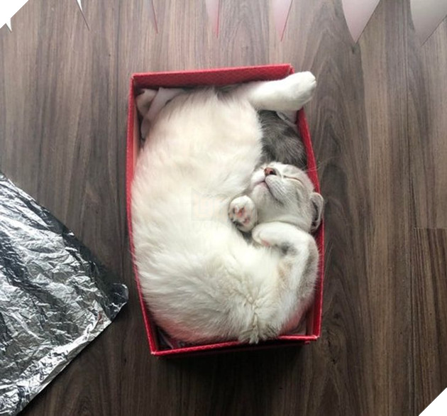 21 hình ảnh cho thấy lũ mèo là bọn có thể ngủ ở bất kỳ đâu và bất kỳ khi nào 4