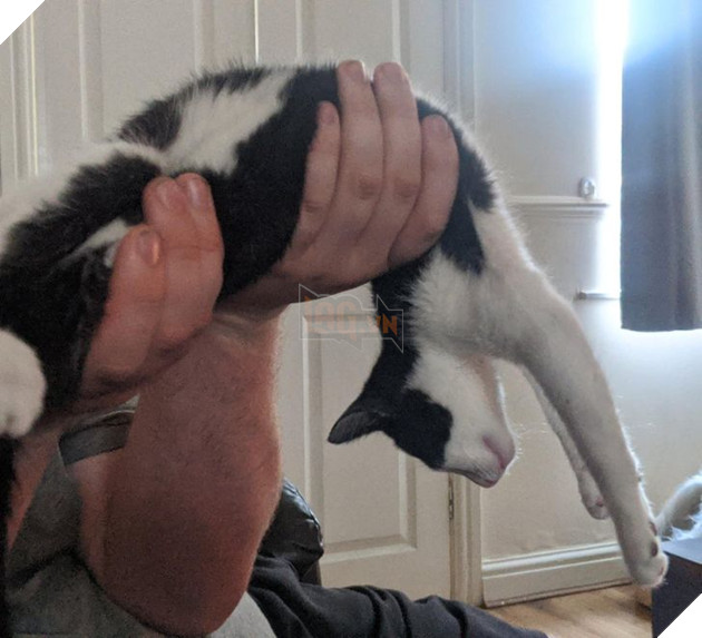 21 hình ảnh cho thấy lũ mèo là bọn có thể ngủ ở bất kỳ đâu và bất kỳ khi nào 5