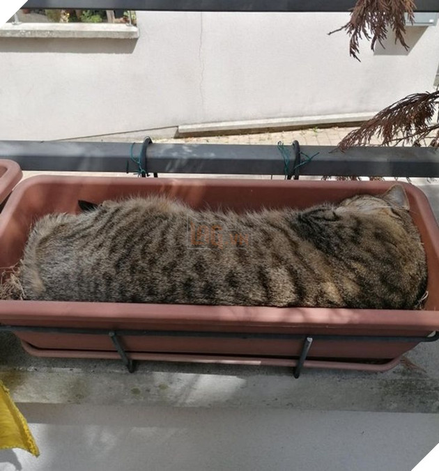 21 hình ảnh cho thấy lũ mèo là bọn có thể ngủ ở bất kỳ đâu và bất kỳ khi nào 6