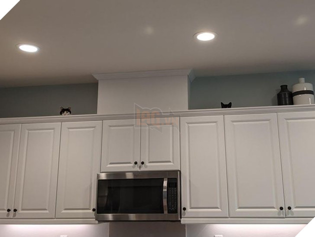 21 hình ảnh cho thấy lũ mèo là bọn có thể ngủ ở bất kỳ đâu và bất kỳ khi nào 9