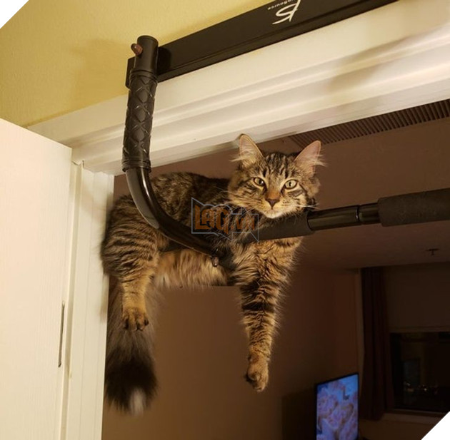 21 hình ảnh cho thấy lũ mèo là bọn có thể ngủ ở bất kỳ đâu và bất kỳ khi nào 10