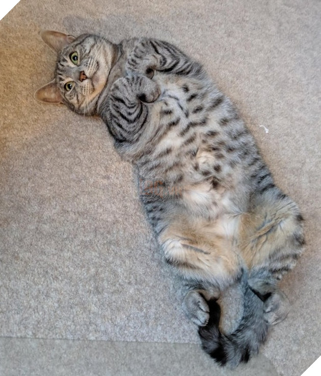 18 hình ảnh những con vật tươi cười hạnh phúc khiến cho các sen cảm thấy sẽ có 1 ngày tươi mới vui vẻ 7