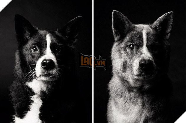 Bộ ảnh những chú chó lúc còn trẻ và khi về già khiến bạn cảm thấy muốn yêu thương bé cưng ở nhà mình nhiều hơn  10