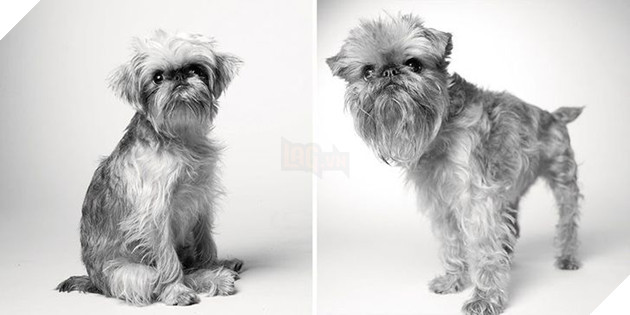 Bộ ảnh những chú chó lúc còn trẻ và khi về già khiến bạn cảm thấy muốn yêu thương bé cưng ở nhà mình nhiều hơn  2